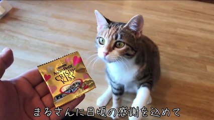 【バレンタイン】まる猫に逆チョコしたら泣いて喜んでくれました…！ｗ - Cute cat -