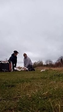 Swans rescued in Milton Keynes after being covered in oil