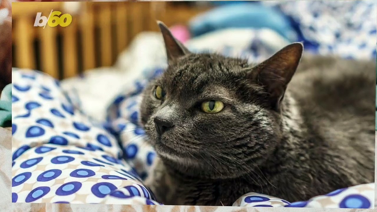 The Endearing Reason Your Cat Sleeps at Your Feet