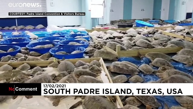 Texas recolhe tartarugas marinhas para as proteger do intenso frio