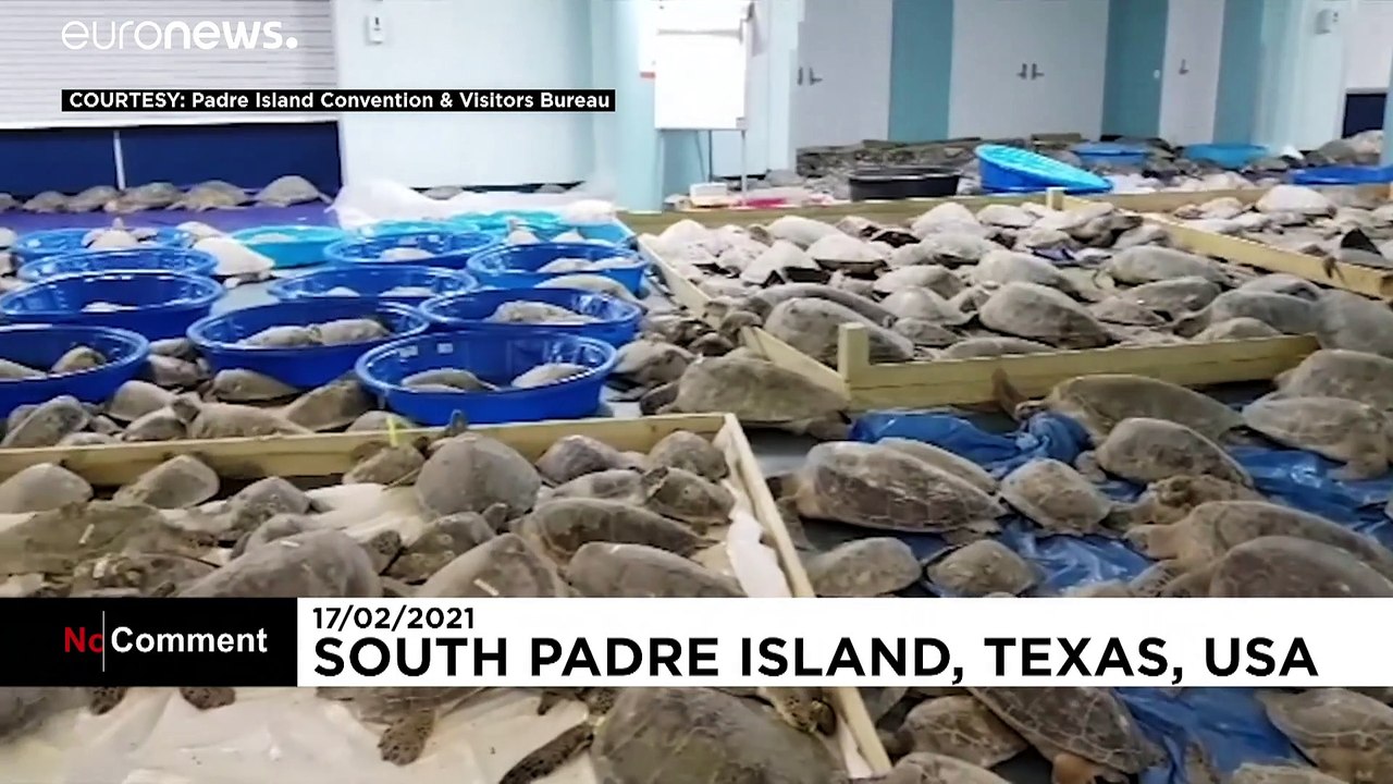 Texas recolhe tartarugas marinhas para as prote...