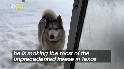 Must See! Husky Shakes His Head "No" When Asked To Come Inside After Playing in the Snow