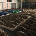 Volunteers Rescue 4,000 Cold-Stunned Sea Turtles in South Padre Island: 