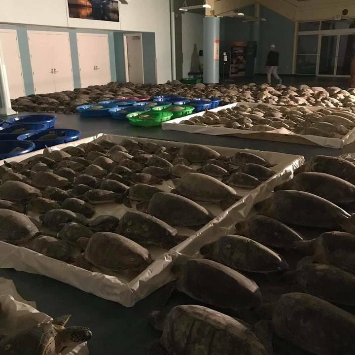 Volunteers Rescue 4,000 Cold-Stunned Sea Turtles in South Padre Island: "It’s Unprecedente