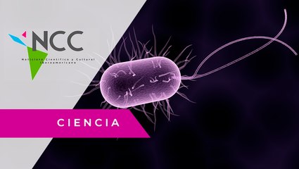 La existencia de la reproducción sexual a partir de los virus, bacterias y hongos