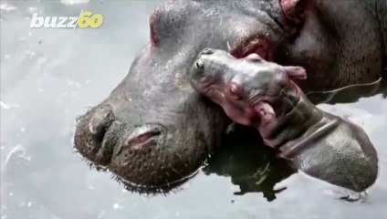 The Bonding Between This Newborn Hippo and its Mom Is Too Adorable