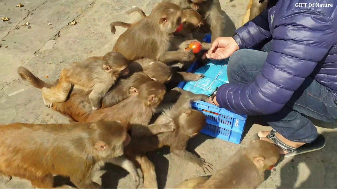 feeding 35 pound tomato to the hungry monkey // feeding poor and hungry monkey