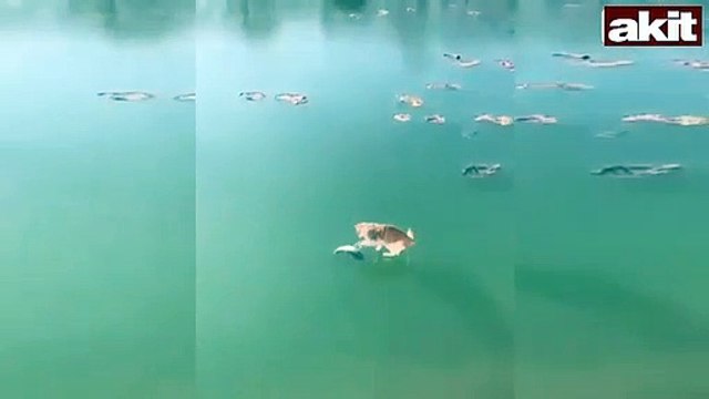 Sosyal medyada herkes, bu kediyi konuşuyor