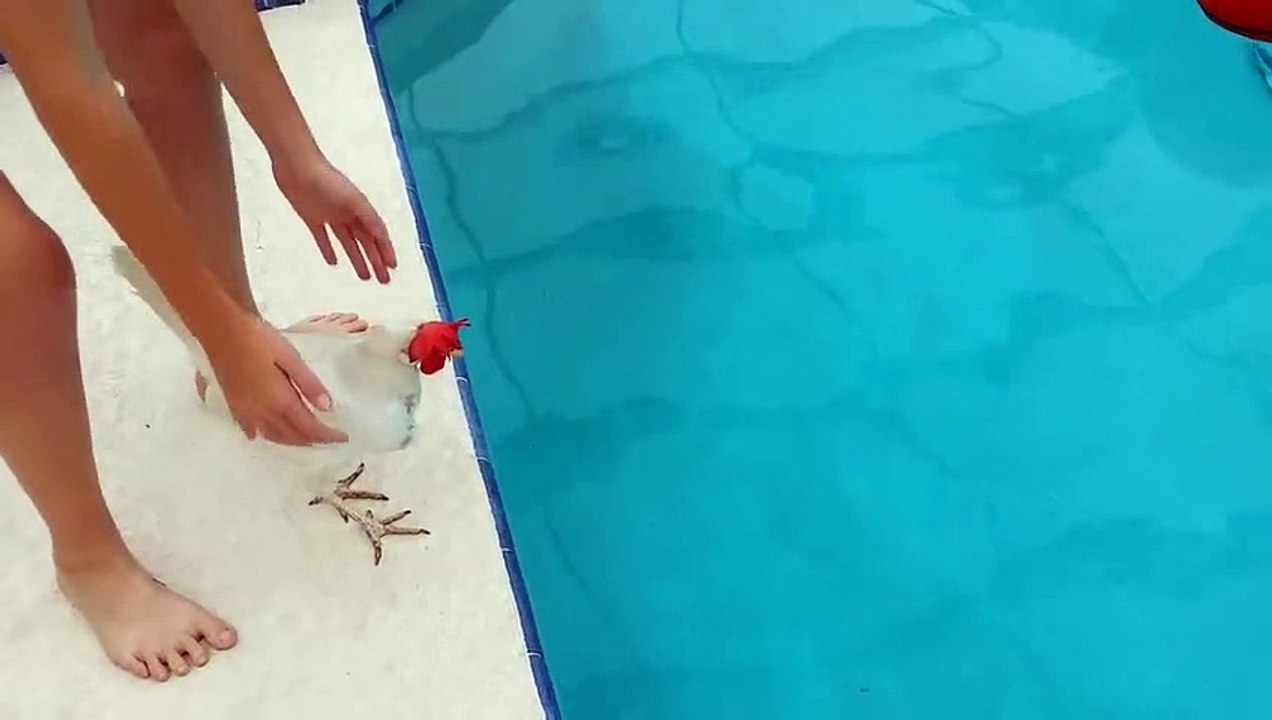 Can chickens swim__HD