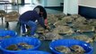 Thousands Of “Cold-Stunned” Turtles Rescued In Texas