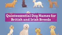 Quintessential Dog Names for British and Irish Breeds