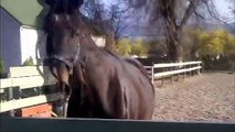 Bella free-lunging over trot poles