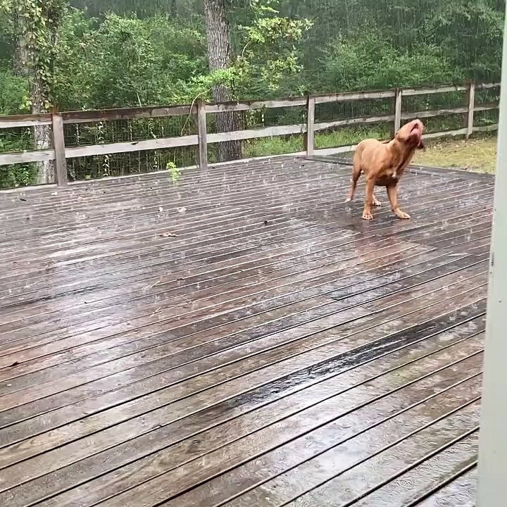 Doggy Tries To Catch Rain