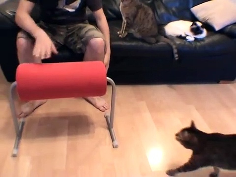 Tia Cat Bongo