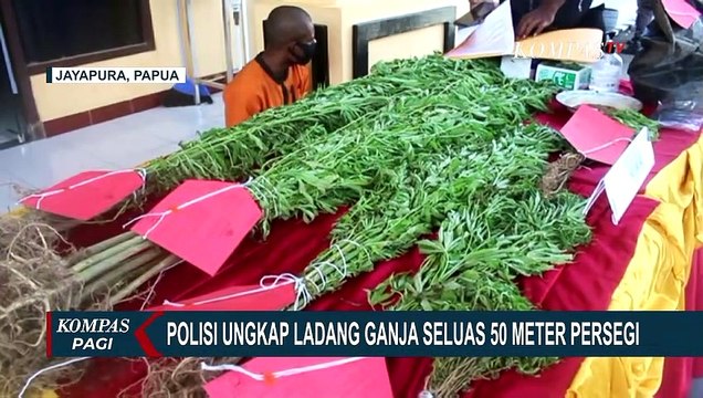 Terungkap Ladang Ganja Seluas 50 Meter Persegi, Pemilik Ternyata Residivis Peredaran Ganja