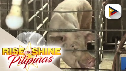 Fingerlings, ipinagkaloob sa mga hog raisers sa Quezon City para may pagkakitaan