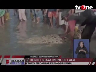 Warga Nekat Elus Kepala Buaya yang Terdampar