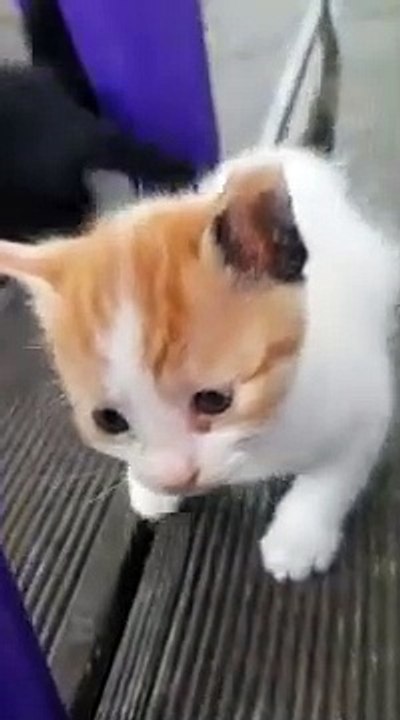 Convenience store cat!