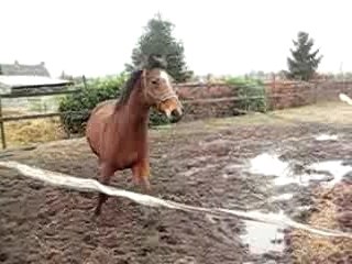 Belle PB 23022008 015