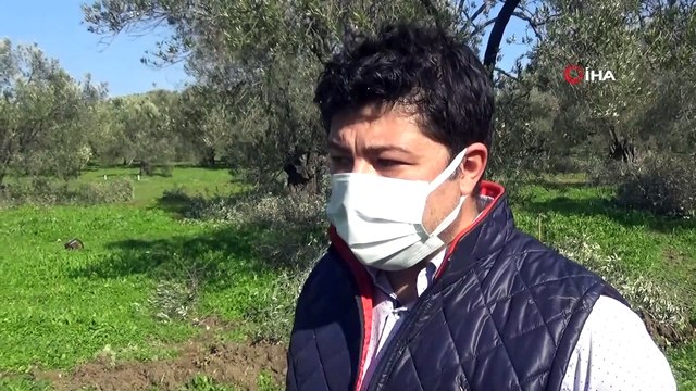 Zeytin budama atıkları ekonomiye kazandırılıyor