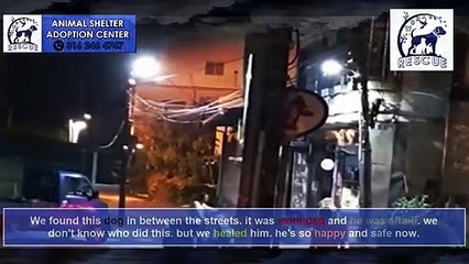 Brutal Man Forced Jug On Her Head As Her Puppy Watched, Threw Them Both Out