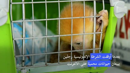 ضبط شبكة لتهريب حيوانات نادرة عبر الانترنت في إندونيسيا