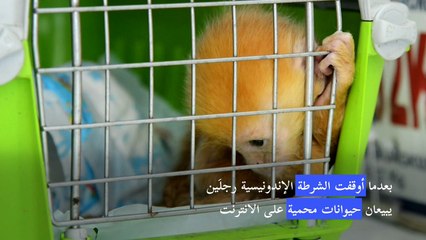 ضبط شبكة لتهريب حيوانات نادرة عبر الانترنت في إندونيسيا