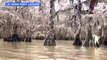 En Louisiane, d'impressionnants stalactites se forment sur les arbres d'un lac