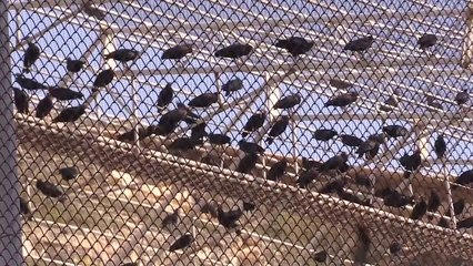 ŞANLIURFA - 'Bereketin sembolü' kelaynakların sayısının arttırılması için yaşam alanları genişletildi