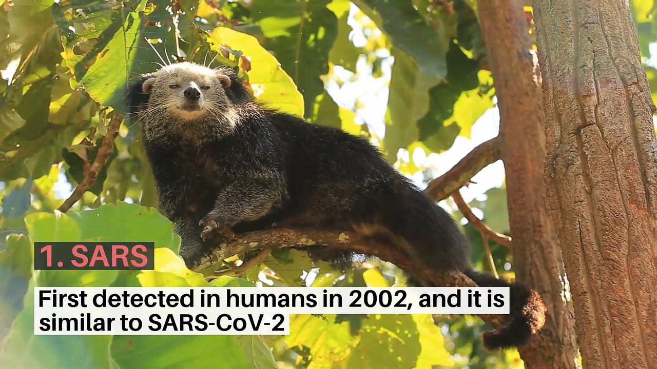 Recent major Pandemics caused by animals