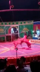 Lion and tiger fighting Chinese Circus