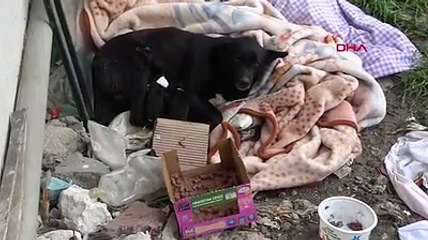 Donmak üzere olan köpeği araç klimasında ısıtarak kurtardılar
