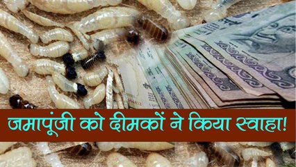 जमापूंजी को दीमकों ने किया स्वाहा! ट्रंक में छिपाकर रखी थी गाढ़ी कमाई, 5 लाख रुपए खा गए दीमक