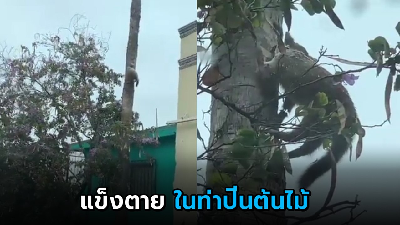 บีบหัวใจ.. เหมียวตัวแข็ง แน่นิ่งในท่าปีนต้นไม้ กลางอากาศหนาวติดลบ