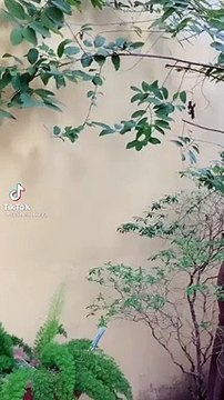 Maganda pero ang nginpin