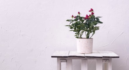 9 Indoor Invincible Plants!
