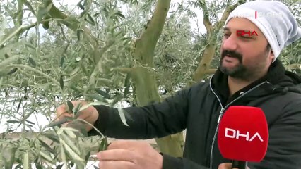 'Yalancı bahara' aldanan zeytin ağaçları yandı! "36 yıldır böylesi yaşanmamıştı"