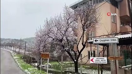 Kar ve don çiçek açan ağaçları etkiledi