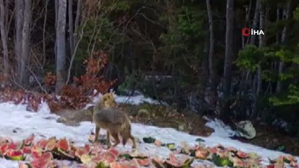 Yırtıcıların yemlerini yedikleri anlar fotokapana yansıdı