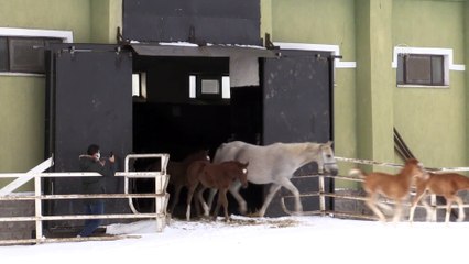ESKİŞEHİR - Şampiyonların tayları 'beyaz örtünün' keyfini çıkarttı