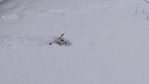 Jack Russell Dog Chases Snowball And Tries To Make Her Way Through Snow