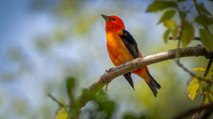 Primera expedición femenina sobre aves en Colombia fue todo un éxito