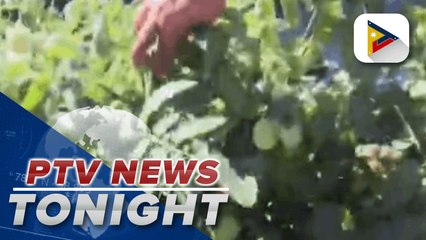 QC hog raisers ravaged by ASF receive fingerling package, assistance from DA