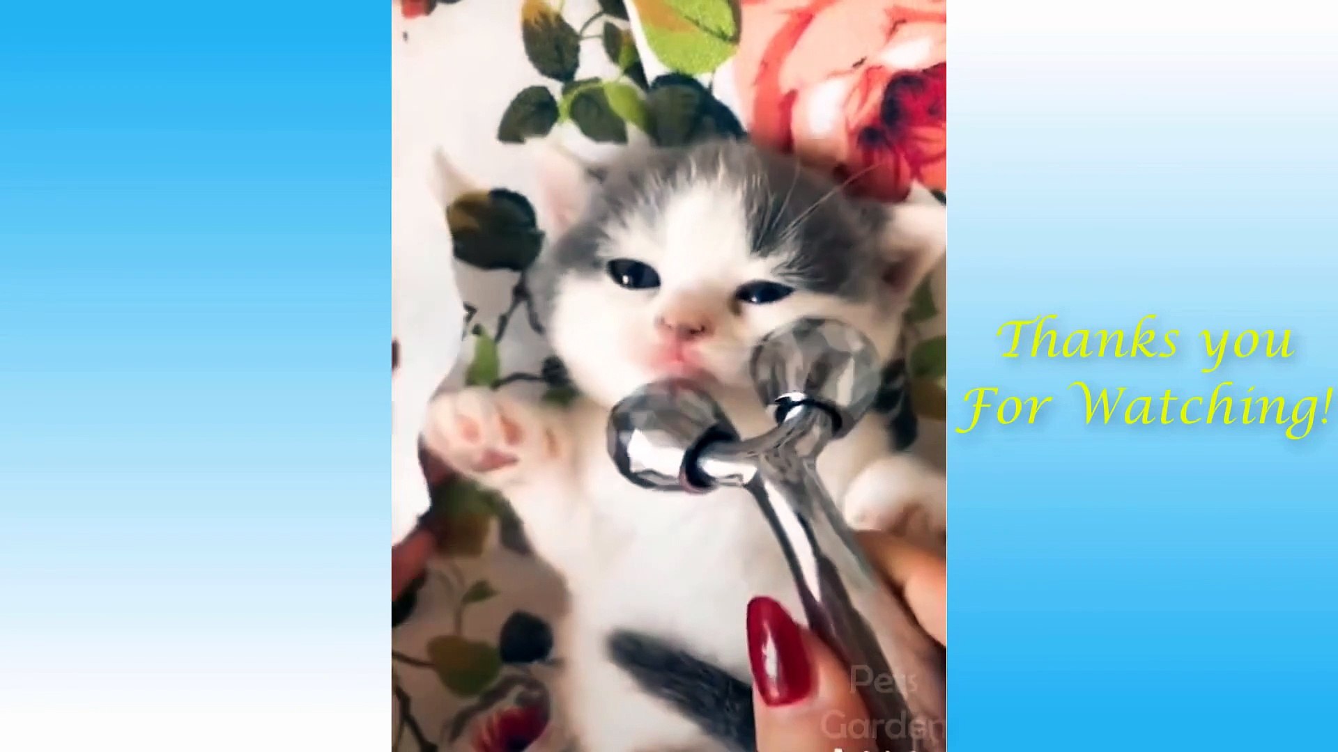 ⁣Cute Pets And Funny Animals Compilation  - Pets Garden