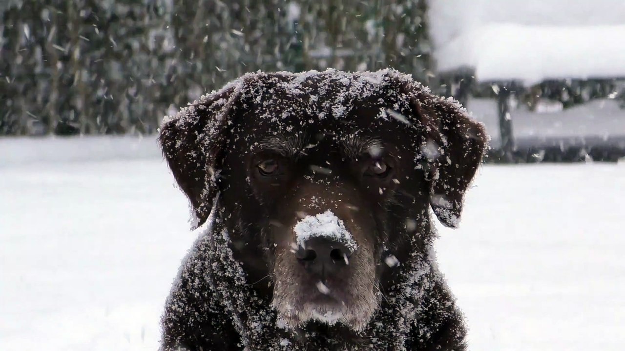 Cute labrador dog