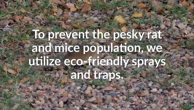 Affordable Bed Bugs| Pest Control & Removal in Toronto