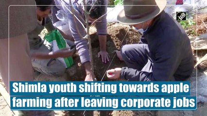 Shimla youth shifting towards apple farming after leaving corporate jobs