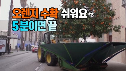 [세상만사] (스페인 발렌시아) 가로수 오렌지 수확 5분이면 끝 / YTN