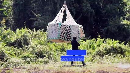 Ape escape: Indonesian orangutans airlifted back to the wild