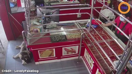 Ce chien est, de très loin, le pire chien de garde du monde !